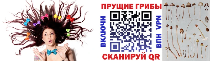 Псилоцибиновые грибы Magic Shrooms  продажа наркотиков  Нолинск 